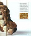 /album/galeria-de-fotos-o-homem-de-neandertal/ng-23-jpeg/